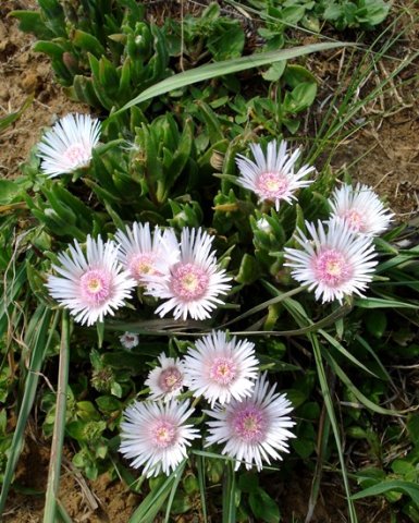 Delosperma ashtonii